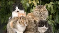 5 cats