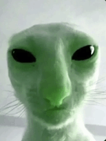 Alien cat