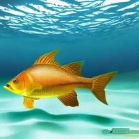 fish 