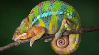 Chameleon 