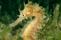 Gilda The Seahorse