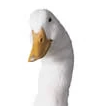 Aflac