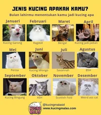 Cats month