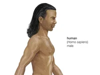 Human