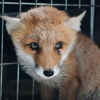 Fox cub 