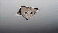 Ceiling Cat