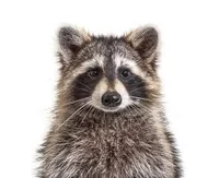 Raccoon Therian 