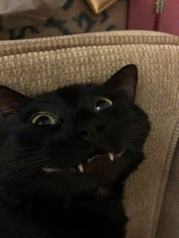Merchant cat