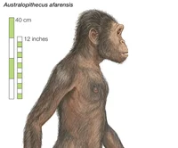 Southern Ape