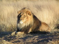 Male Lion