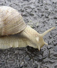 The Immortal Snail