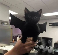 Bat Cat