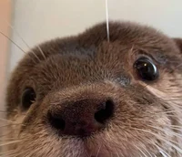Otter