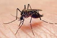 A normal mosquito