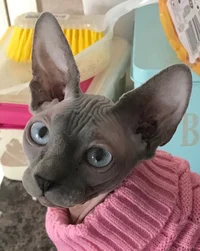 Sphynx cat