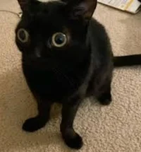 confused cat
