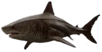 cetta The megalodon
