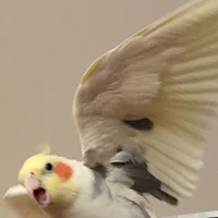 Wild Cockatiel