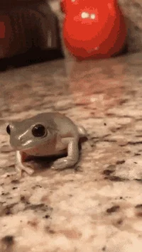Gentleman frog