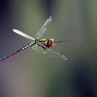 The dragonfly