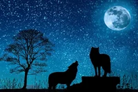 - 71 Pack Silverpaw