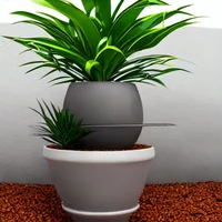 House plant