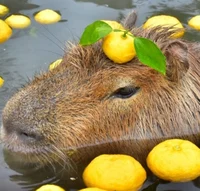 capybara 