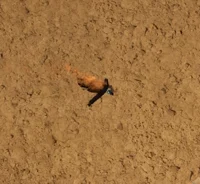 Dying Plunger camera