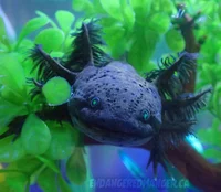 Axolotl
