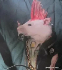 Punk Rat