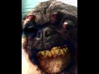 Mr Snickers 