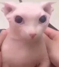 Bingus
