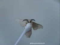 Moth fren