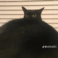 Fat cat