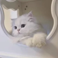 Taylor