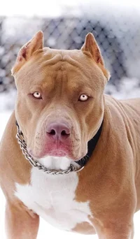 Pitbull