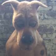 The long Count Scoob