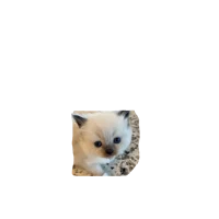 ADORABLE-0-9
