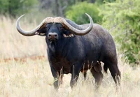 African Buffalo 