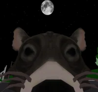 Rat