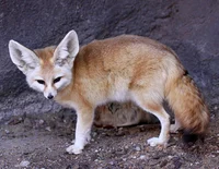 Desert Fox