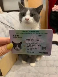 Meow meows the cat