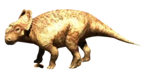 Patchi Pachyrhino