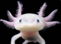 Talking Axolotl