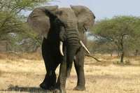 African Elephant 