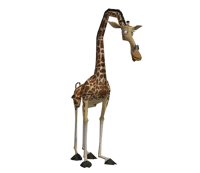 Melman the giraffe 