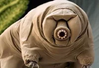 Tardigrade
