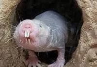Mole Rat