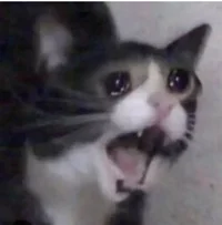 Crying cat