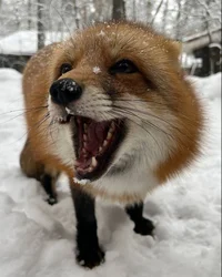 Wild Fox 